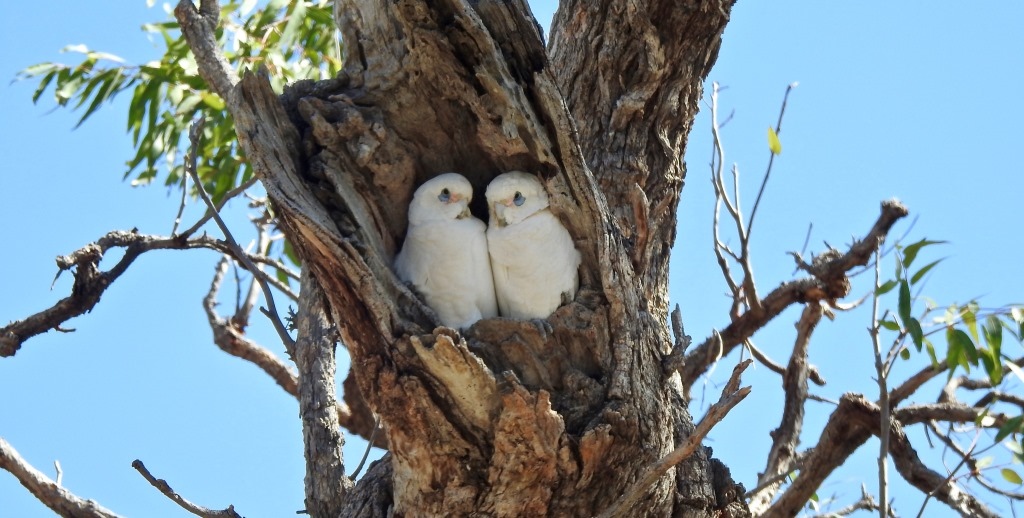 Little Corellas Leyburn Qld