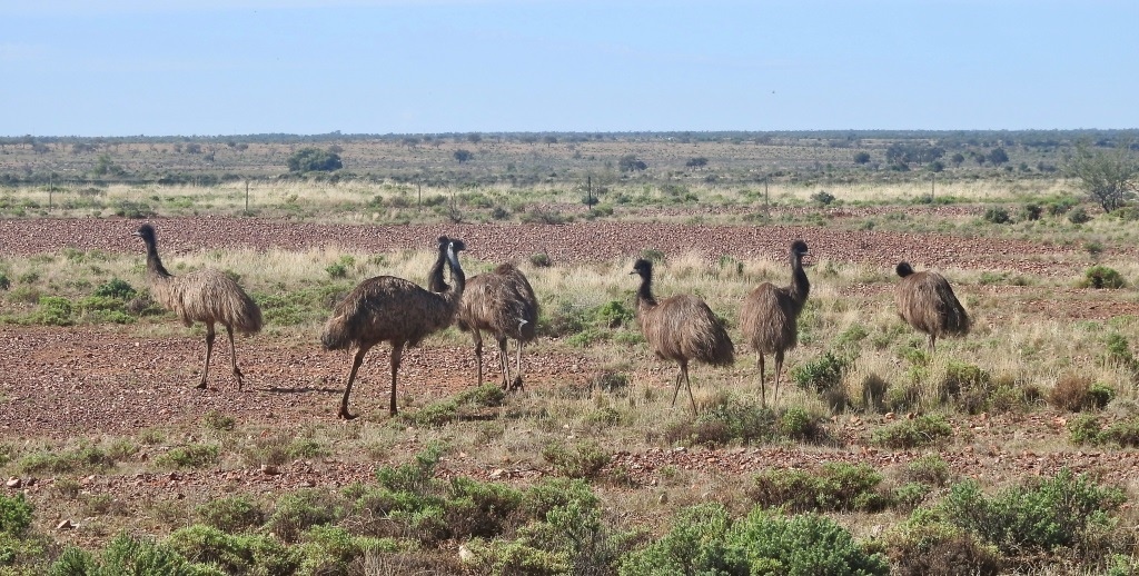 Emus WhiteCliffs NSW