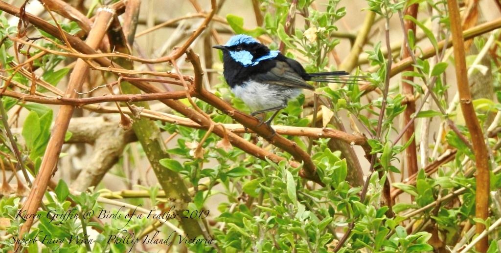 Superb Fairy Wren Victoria